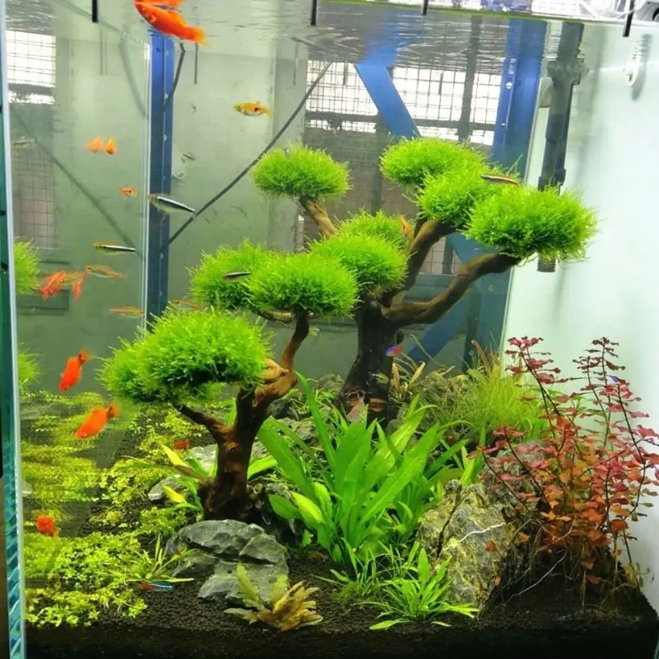 Aquarium Decoration Moss Driftwood Fish Tank Landscaping Water Grass Moss Tree Trunk DIY (No Aquatic Plants) thumbnail 2