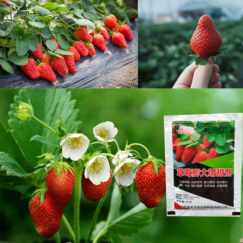 Special Strawberry Fertilizer Supplemental Plant Nutrition Hydroponics Expanded Fruit Rapid Rooting For Home Garden Bonsai thumbnail 2