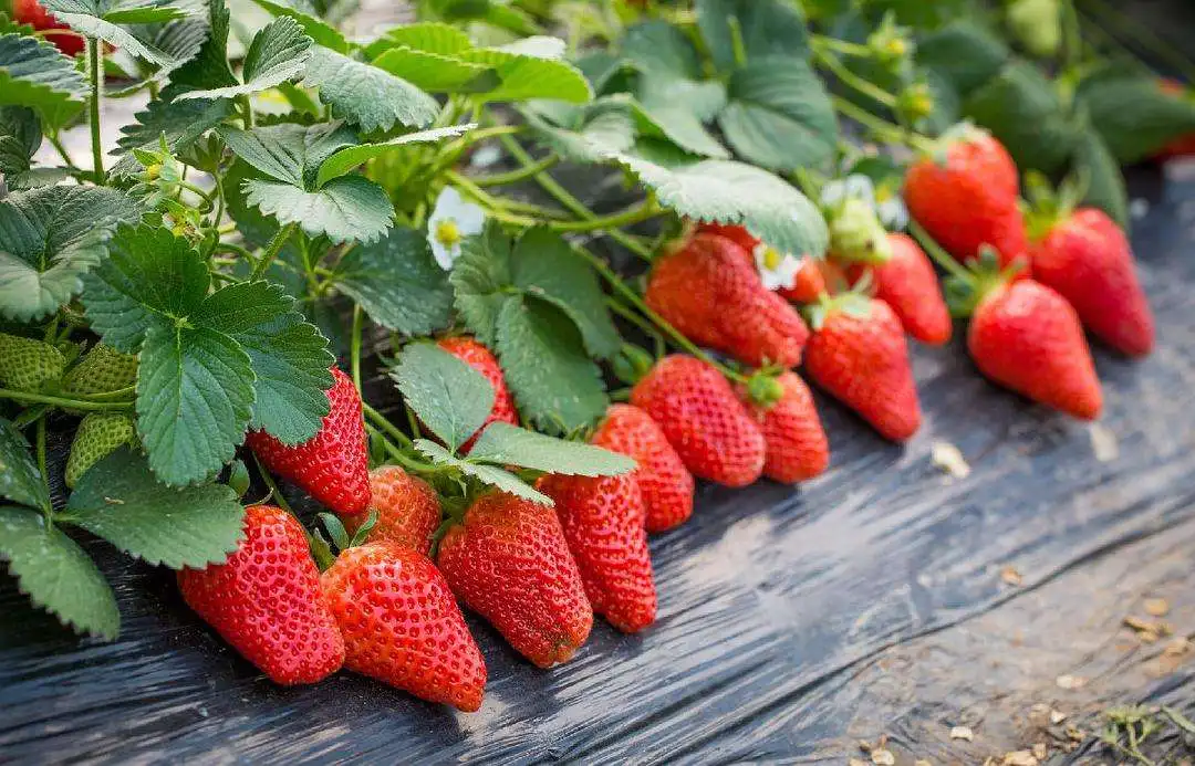 Special Strawberry Fertilizer Supplemental Plant Nutrition Hydroponics Expanded Fruit Rapid Rooting For Home Garden Bonsai thumbnail 6