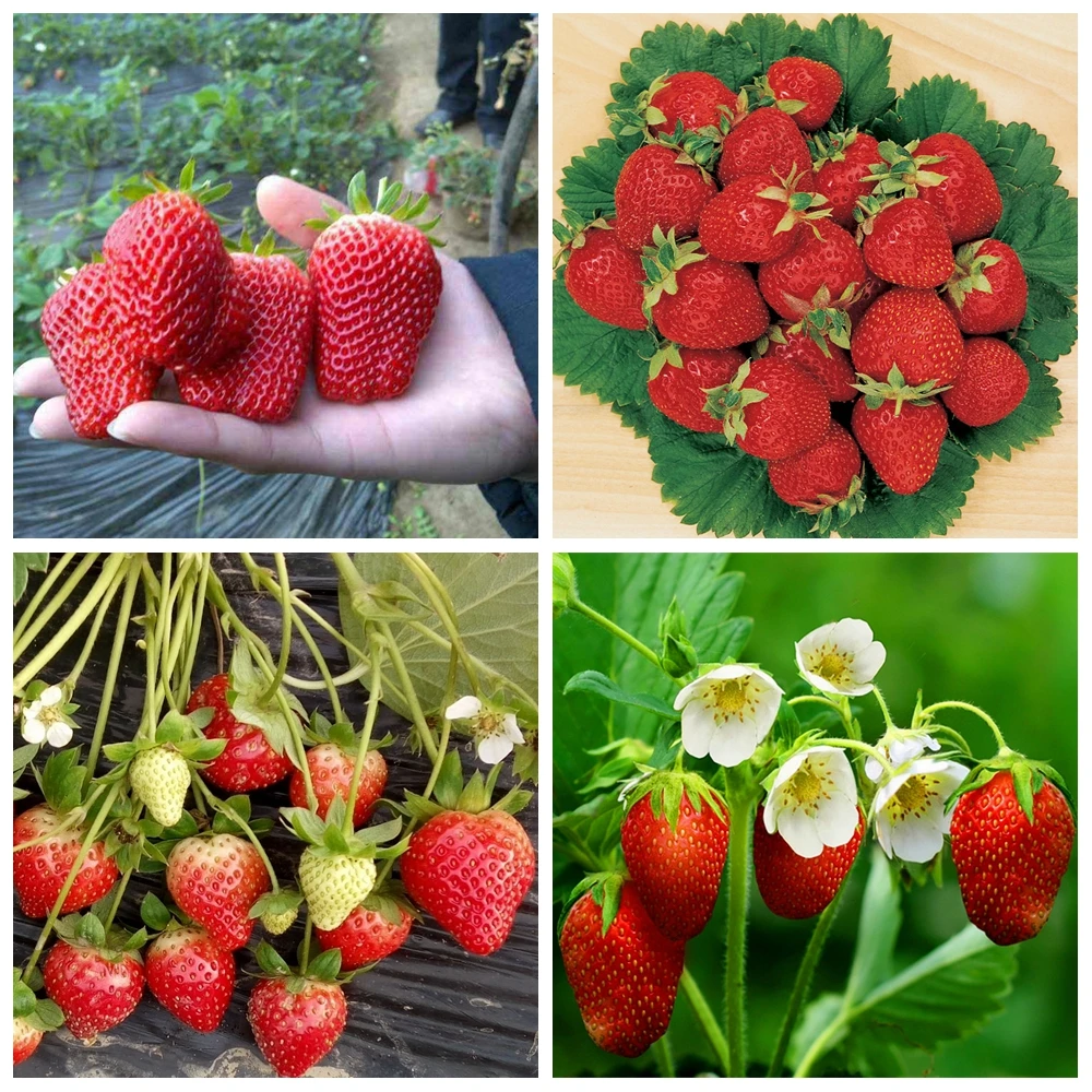 Special Strawberry Fertilizer Supplemental Plant Nutrition Hydroponics Expanded Fruit Rapid Rooting For Home Garden Bonsai thumbnail 3