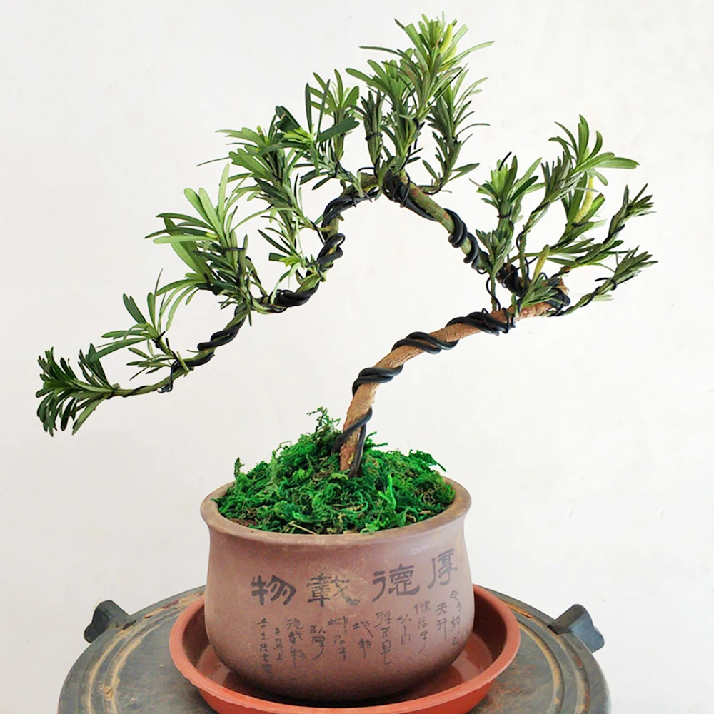 Garden Bonsai Shape Aluminum Wire (1.0mm, 1.5mm, 2.0mm, 3mm, 4mm, 5mm) Black Six Sizes for Garden and Plant Shapes thumbnail 4