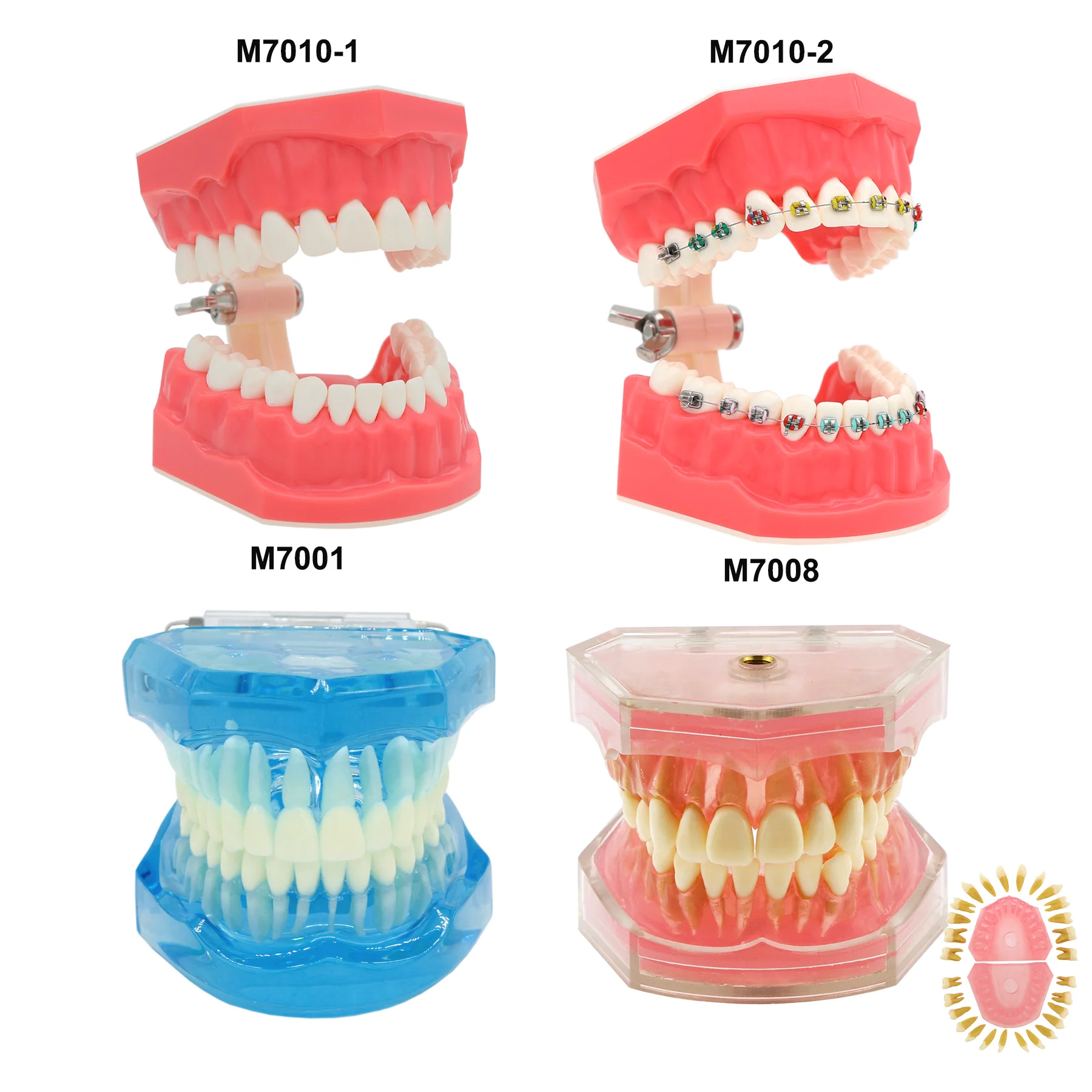Dental Teeth Model Dental Teaching Models Implant Model Removable Dentistry Model Teeth For Training Studying Patient Education thumbnail 5