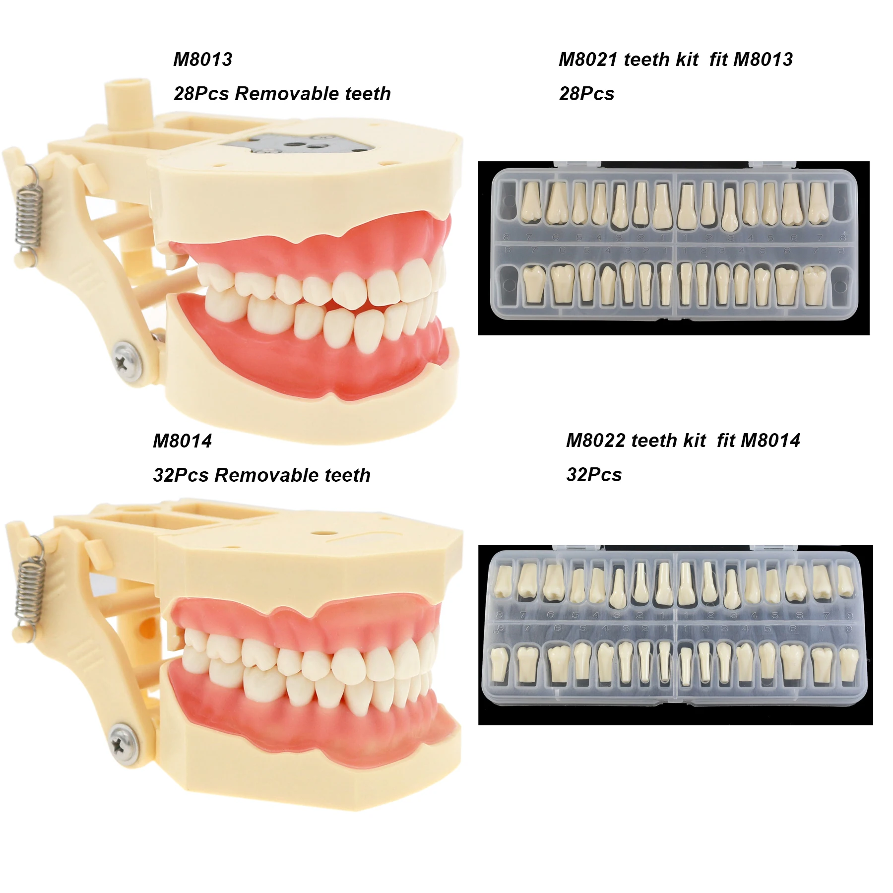 Dental Teeth Model Dental Teaching Models Implant Model Removable Dentistry Model Teeth For Training Studying Patient Education thumbnail 6