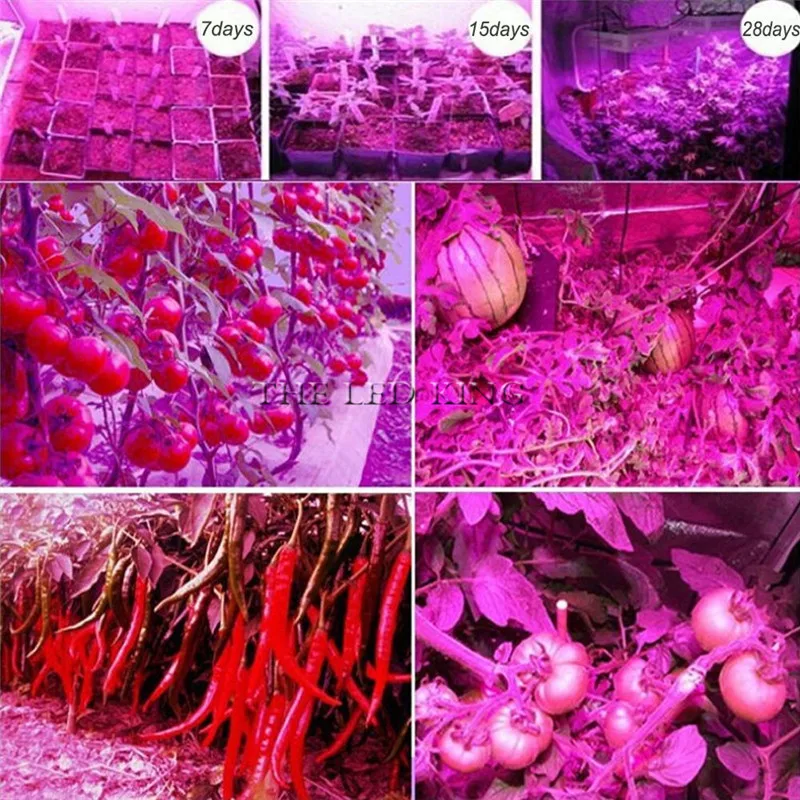 Phyto Lamp Full Spectrum LED Grow Light E27 Plant Lamp Fitolamp For Indoor Seedlings Flower Fitolampy Grow Tent Box thumbnail 6
