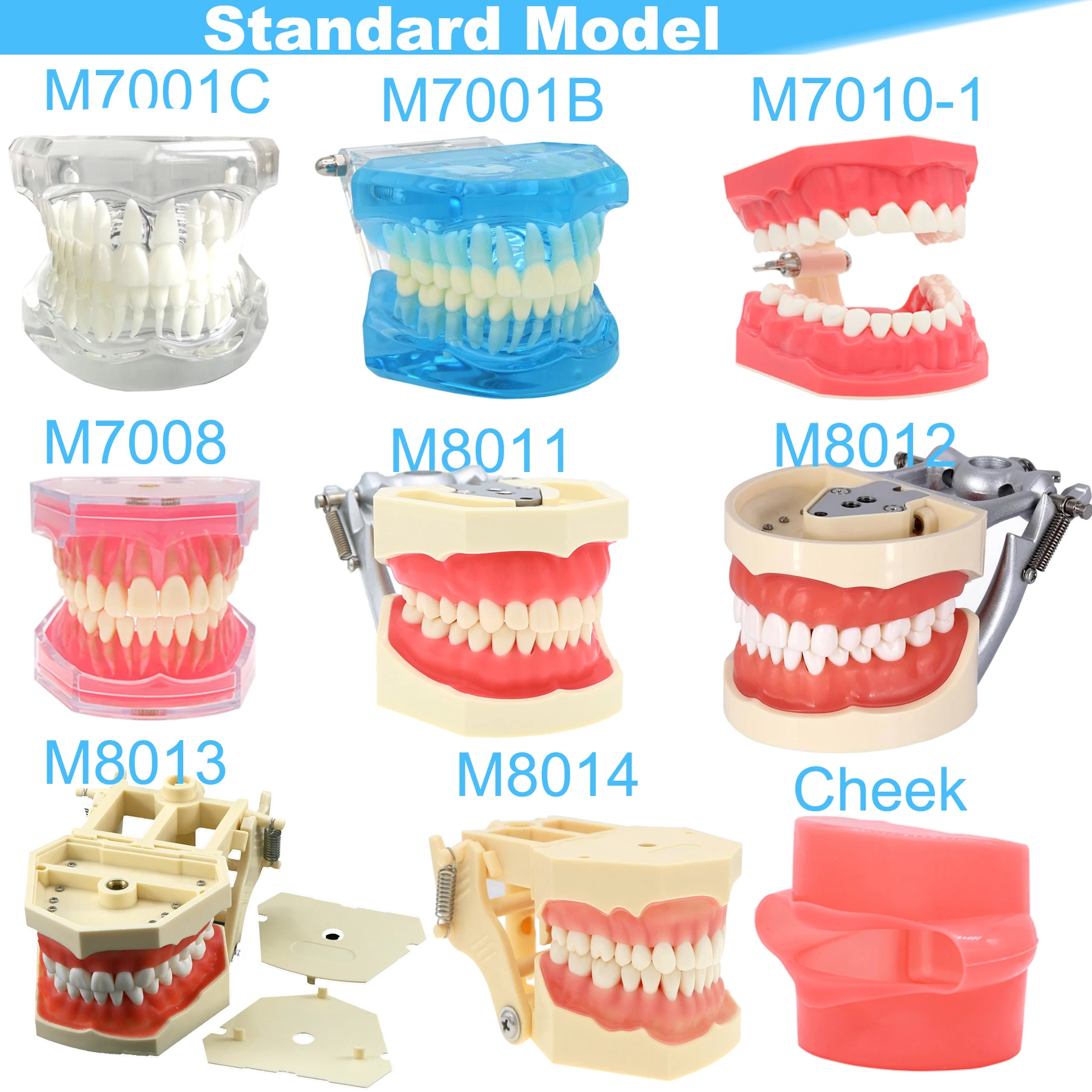 Dental Teeth Model Dental Teaching Model Standard Implants Models Orthodontic Model Dentistry Dentist  Demo Studying thumbnail 2