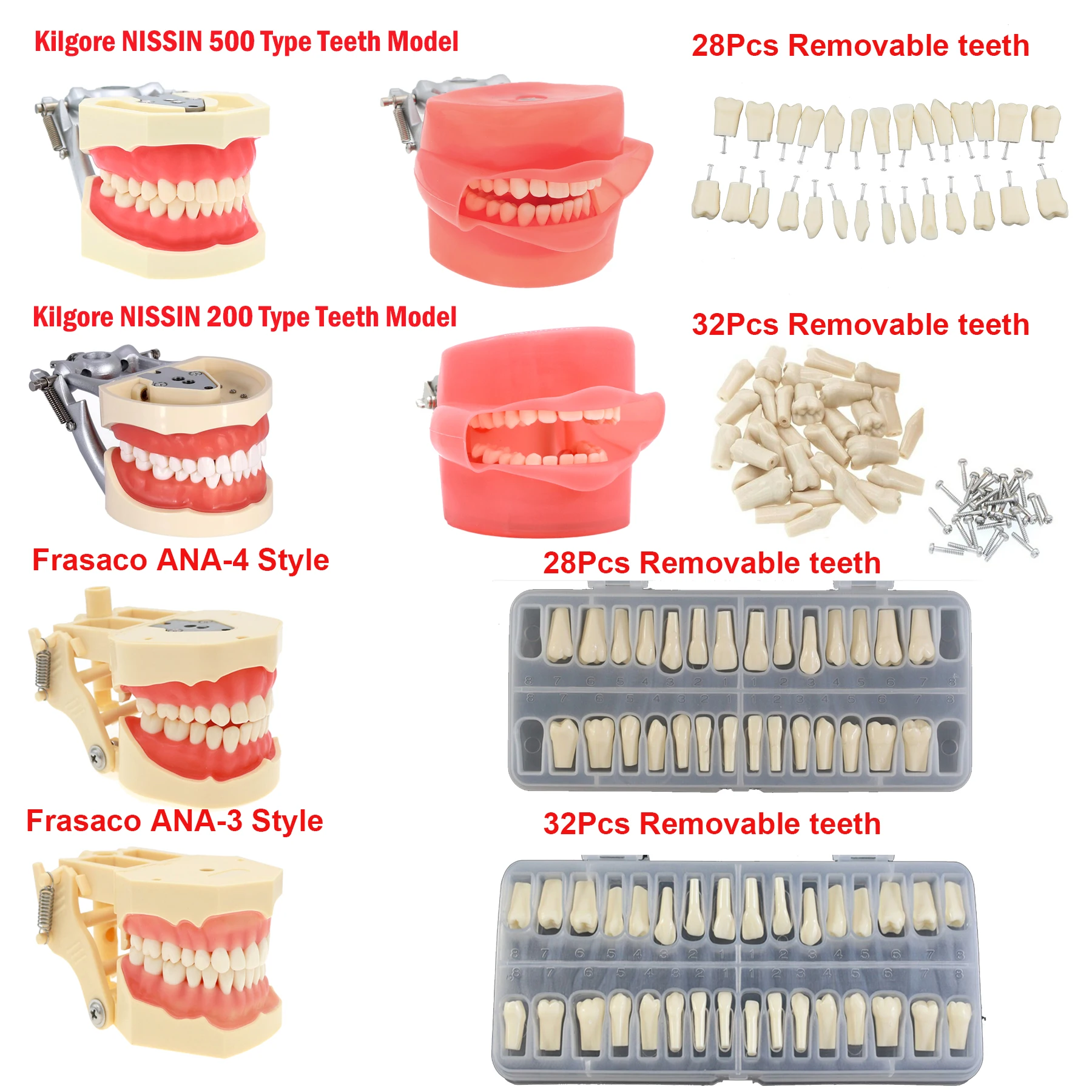 Dental Teeth Model Dental Teaching Model Standard Implants Models Orthodontic Model Dentistry Dentist  Demo Studying thumbnail 6