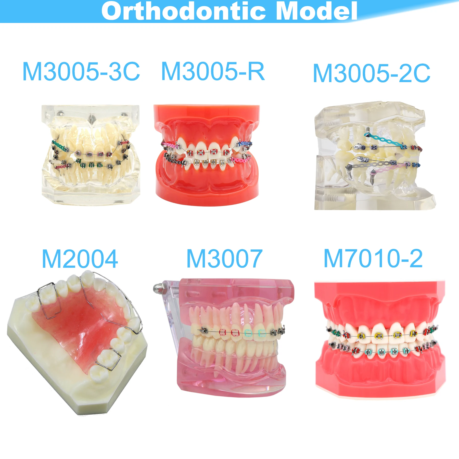 Dental Teeth Model Dental Teaching Model Standard Implants Models Orthodontic Model Dentistry Dentist  Demo Studying thumbnail 3