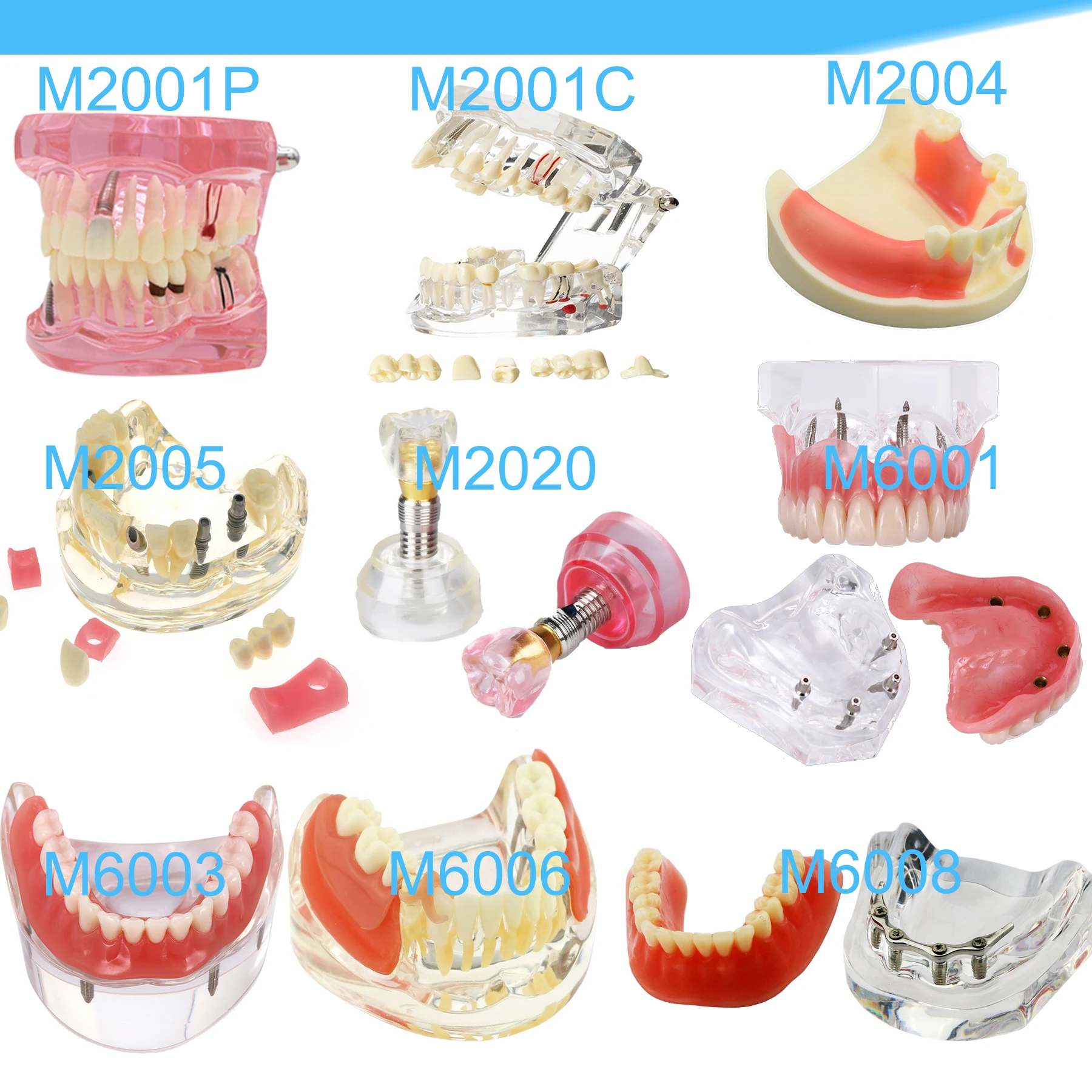 Dental Teeth Model Dental Teaching Model Standard Implants Models Orthodontic Model Dentistry Dentist  Demo Studying thumbnail 5