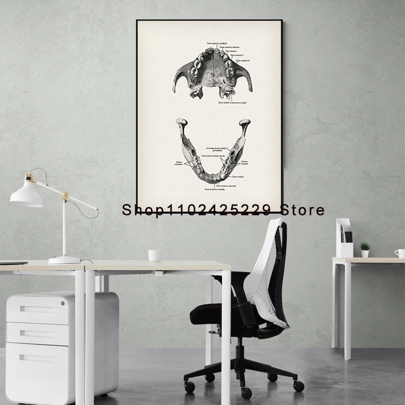 Dental Anatomy Posters Dentistry Art Dentist Office Decor Orthodontist Gift Dental Clinic Wall Decor Dental School Education thumbnail 3