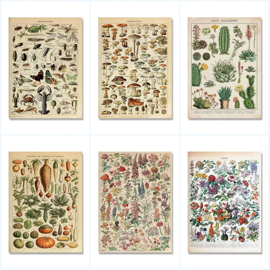Vintage Adolphe Millot Encyclopedia Posters and Prints Botanical Mushrooms Herbs Flowers Insect Canvas Paintings Wall Art Decor thumbnail 2