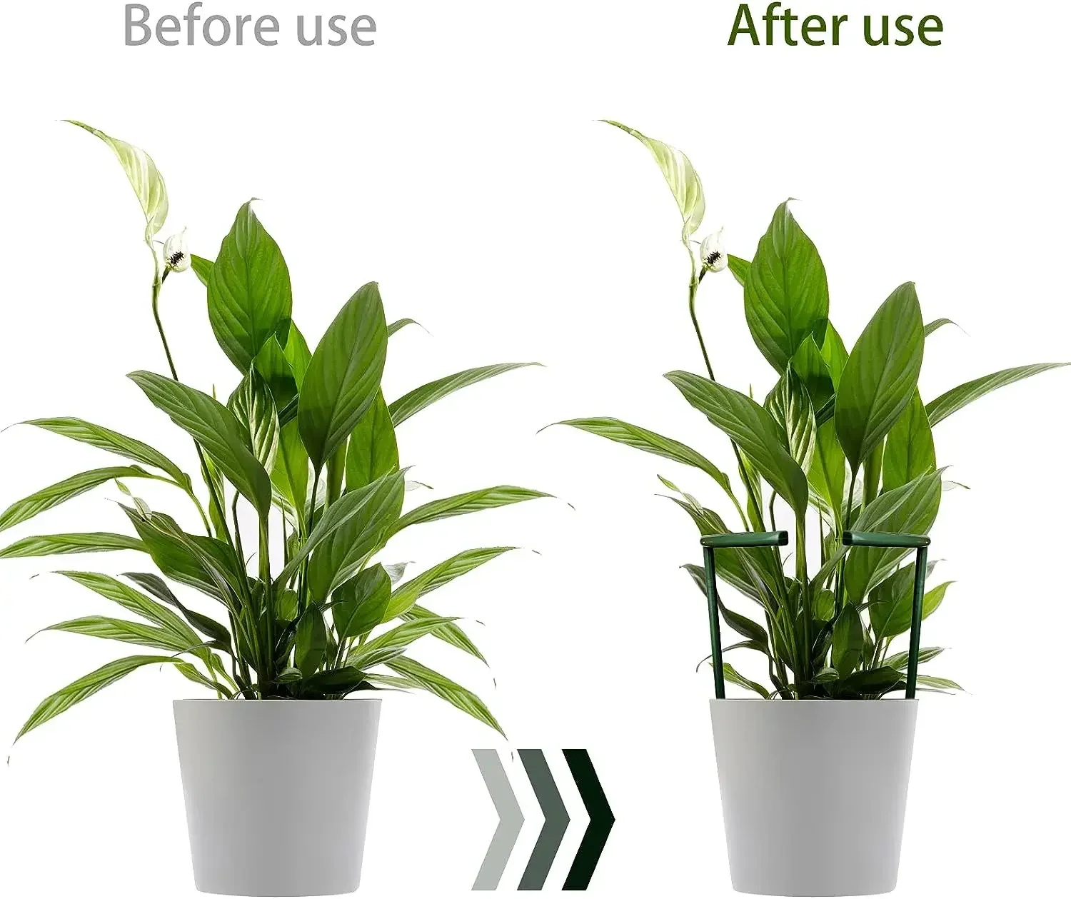 2/6Pcs Plant Support Pile Stand Semicircle Frame Fixed Rod Holder Gardening Arrangement Flower Vine Climbing Bracket Bonsai Tool thumbnail 4