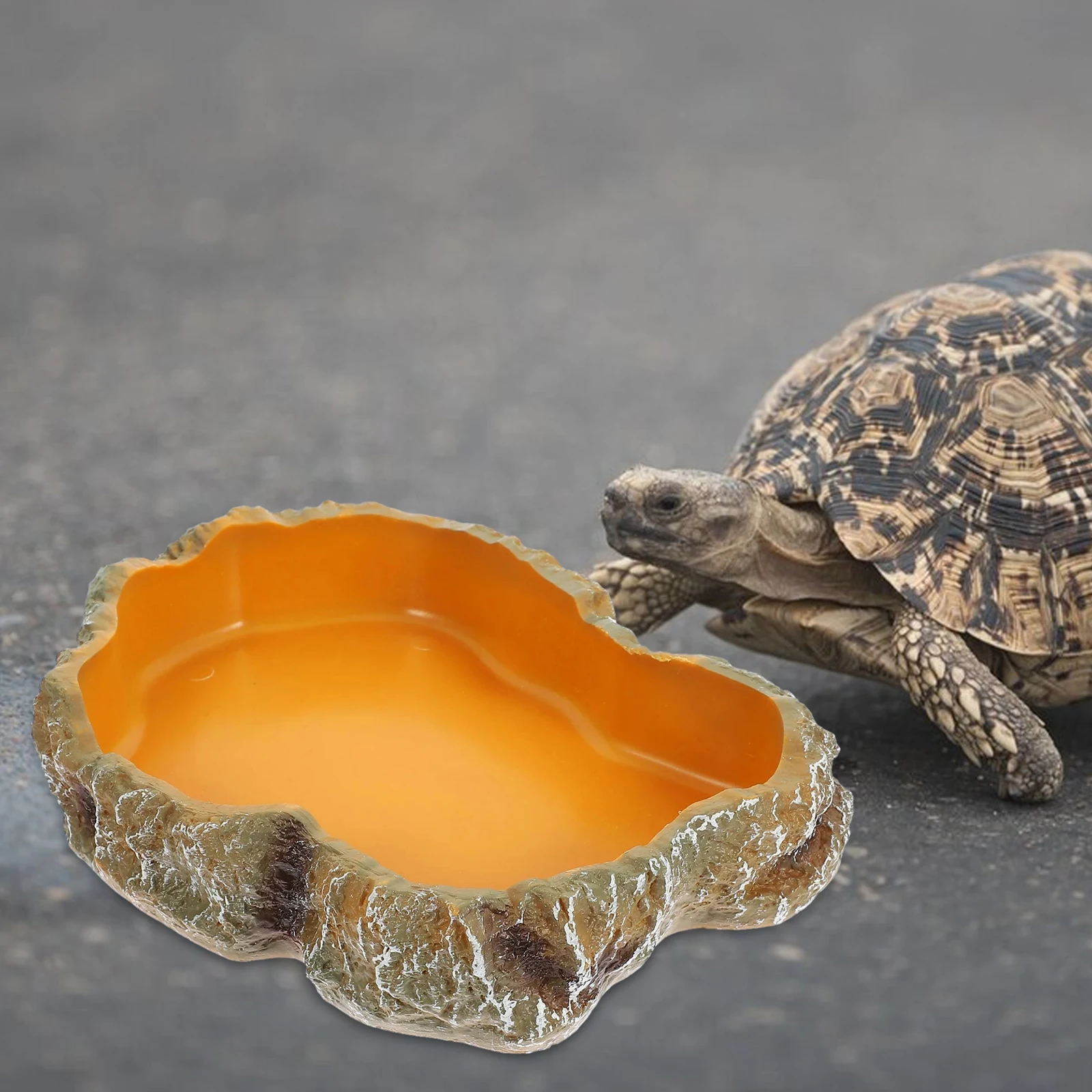 Reptile Water Bowls Terrarium Plate Reptile Feeder Amphibian Feeding Bowl for Frog Chameleon Tortoise Bearded Dragon Turtle thumbnail 3