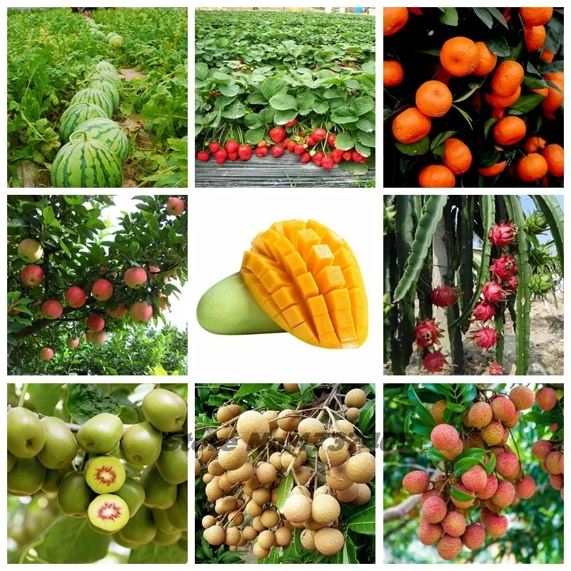 30g Fruit Special Fertilizer Supplemental Plant Nutrition Homobrassinolide Pollination Regulator For Home Garden Bonsai thumbnail 4
