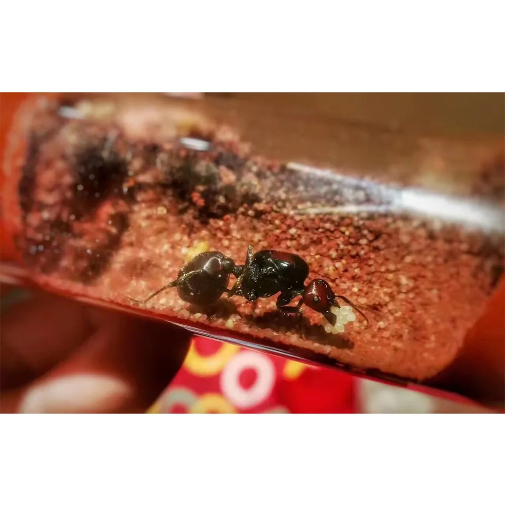Various Sizes Ant Farm House Bamboo Test Tube Ant Nest Plaster Tube for Ant House Gypsum Pet Anthill Workshop Villa Queen Home thumbnail 5