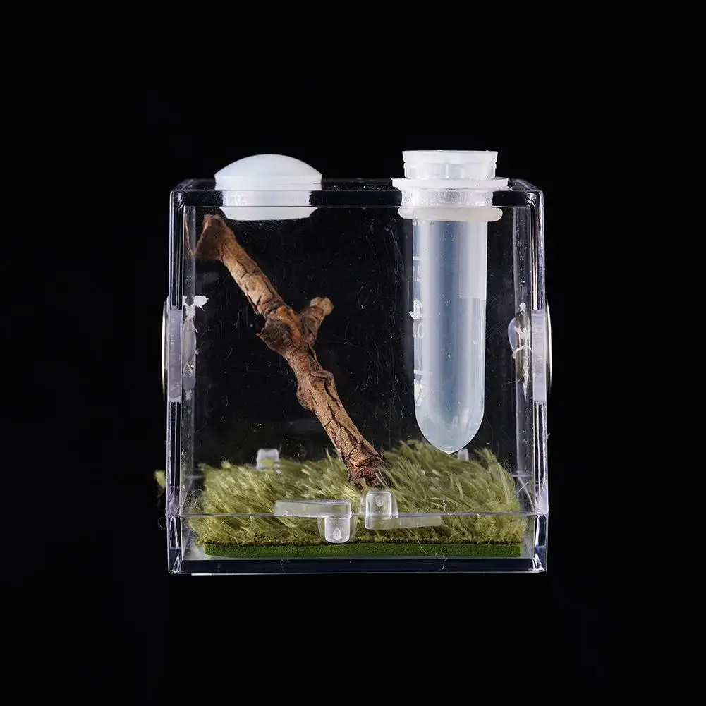 Jumping Spider Feeding Box Transparent, Clear And Bright Acrylic Small Reptile Case For Pet Grasshopper, Cricket Breeding Box thumbnail 4