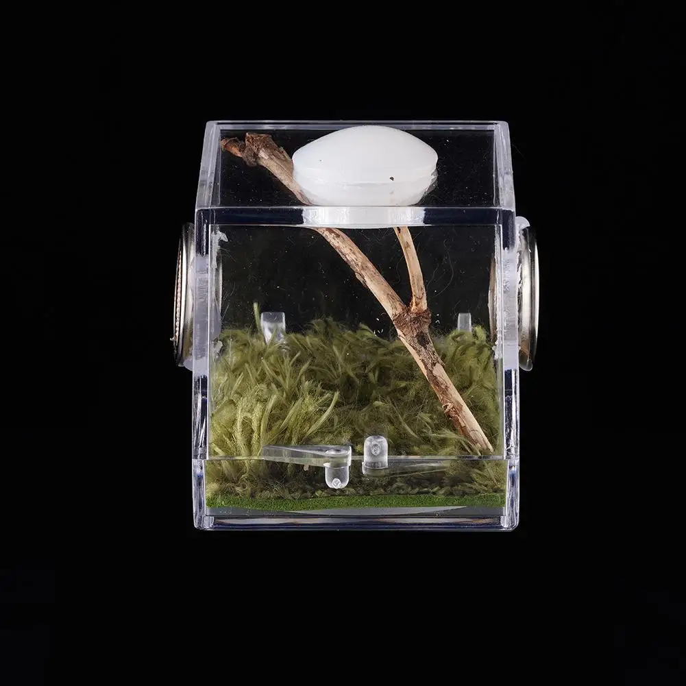 Jumping Spider Feeding Box Transparent, Clear And Bright Acrylic Small Reptile Case For Pet Grasshopper, Cricket Breeding Box thumbnail 5