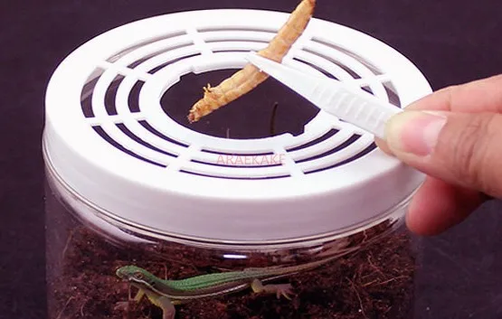 large transparent and breathable insect breeding jar insect pet reptile mosquito firefly breeding grasshopper jar bottle thumbnail 4