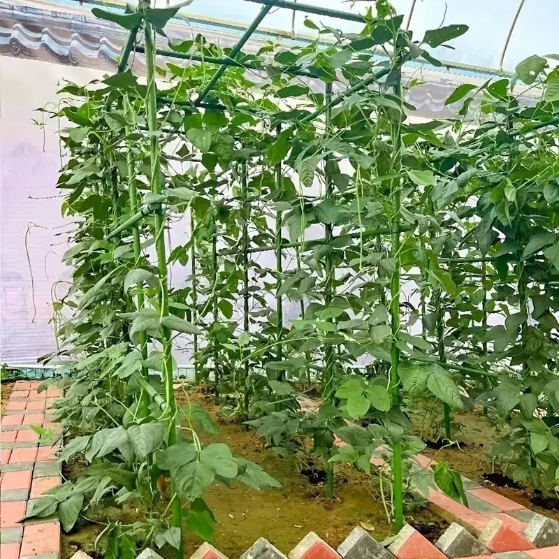 "Sturdy Growth" 20Pack Multi-Purpose Plant Support Stakes - Durable Vegetable & Vine Trellis For Tomatoes, Cucumbers, Grapes thumbnail 4