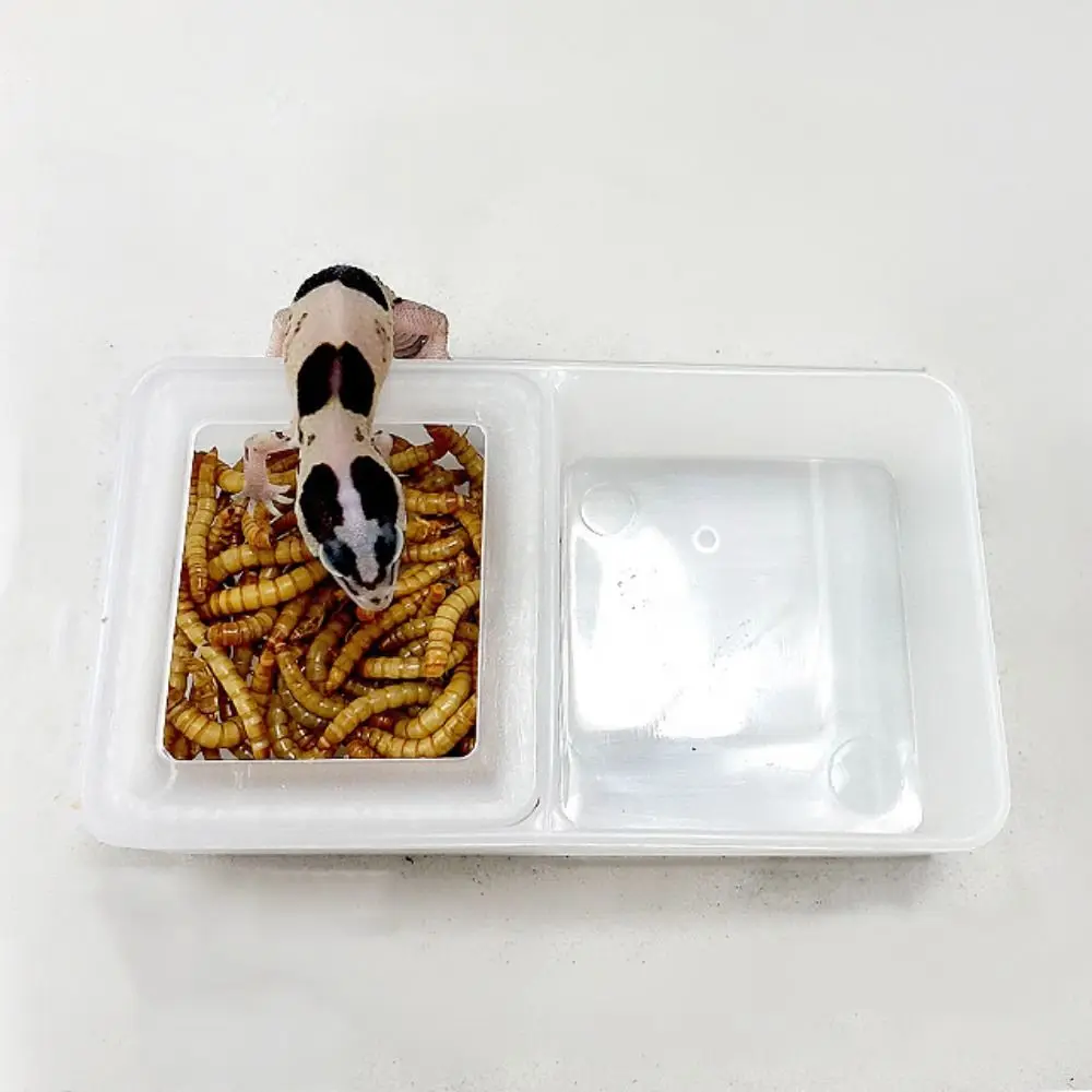 1pc Reptile Tank Insect Spider Ants Nest Food Water Feeding Bowl Plastic Breeding Feeders Box Pet Home Garden Farm Supplies thumbnail 5