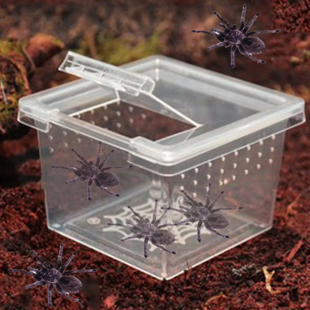 1Pc Plastic Reptiles Living Box Transparent Reptile Terrarium Habitat for Scorpion Spider Ants Lizard Breeding Feeding Case thumbnail 5