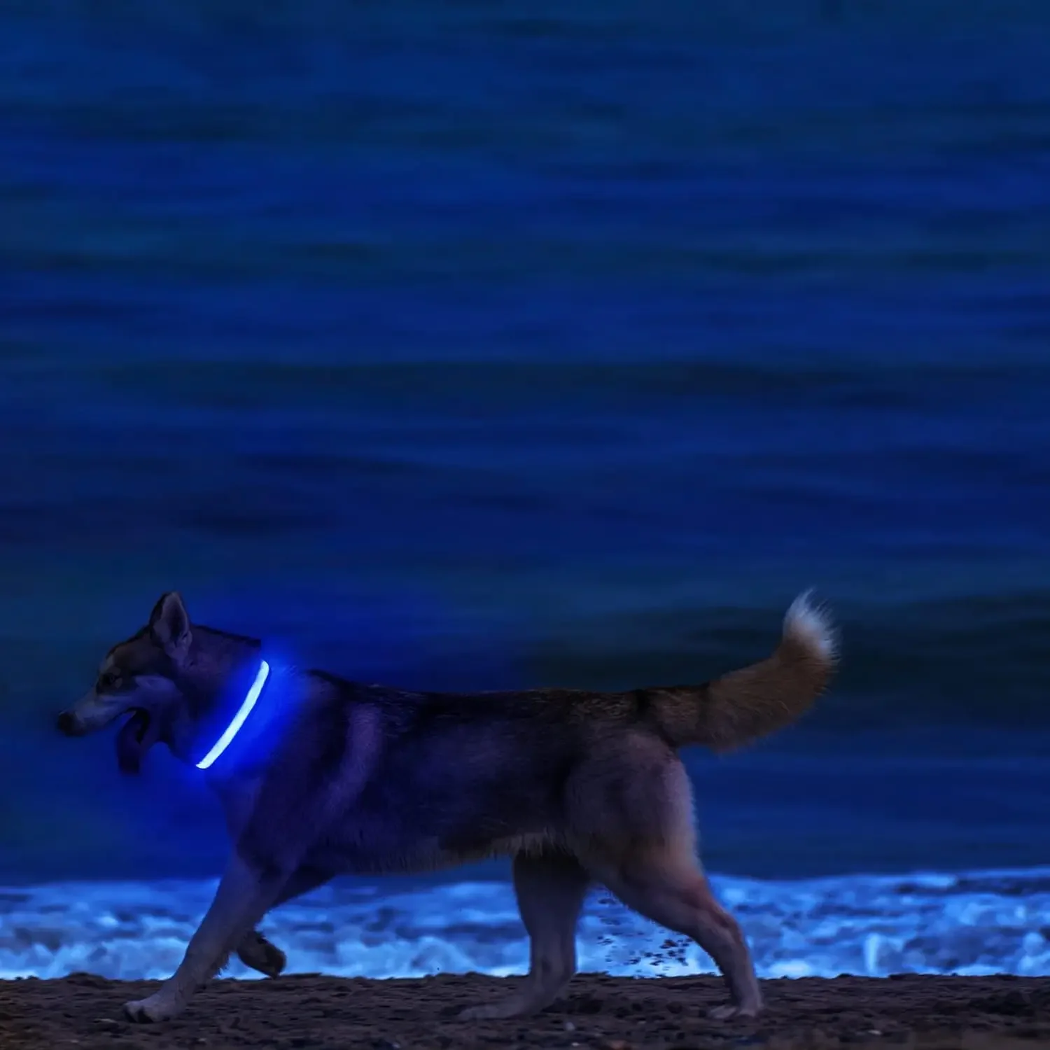 Light Up LED Pet Dog Collar Safety Night Walking Flashing Glow In The Dark LED Pet Dog Battery Collar Small Medium Large Dog thumbnail 3