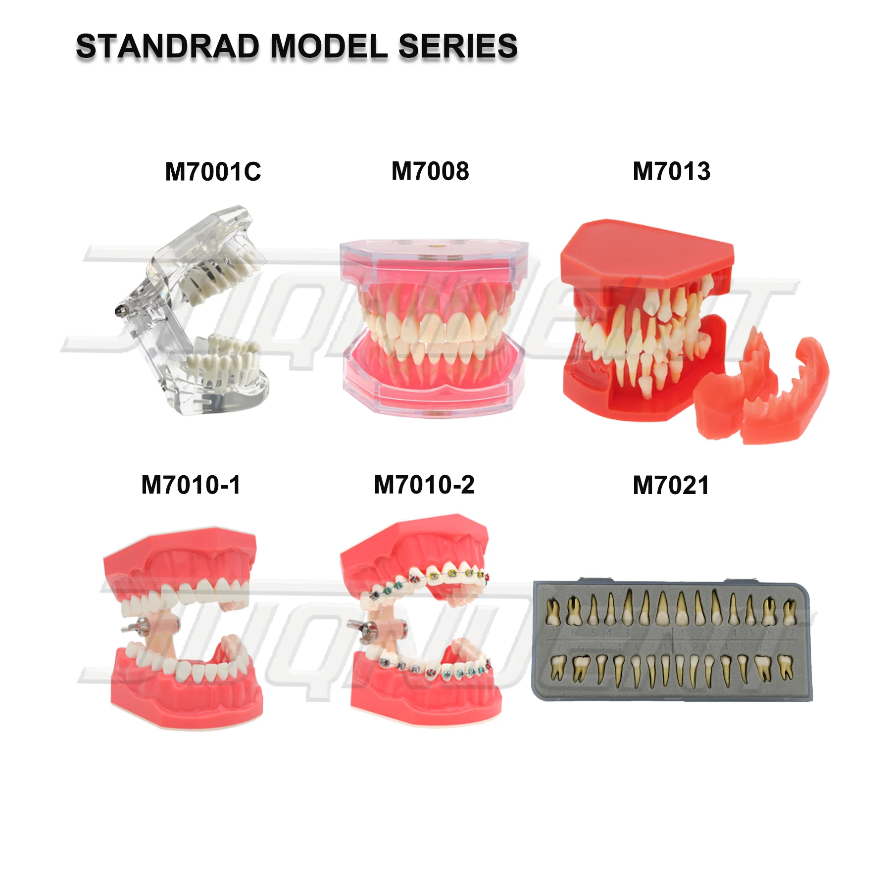 Dental Teeth Model Teaching Model Implant Model Removable Orthodontic Model Dentistry Dentist  Demo Studying Patient Education thumbnail 4