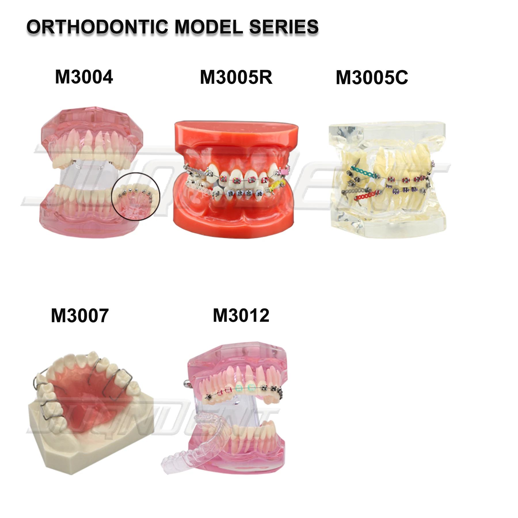 Dental Teeth Model Teaching Model Implant Model Removable Orthodontic Model Dentistry Dentist  Demo Studying Patient Education thumbnail 2