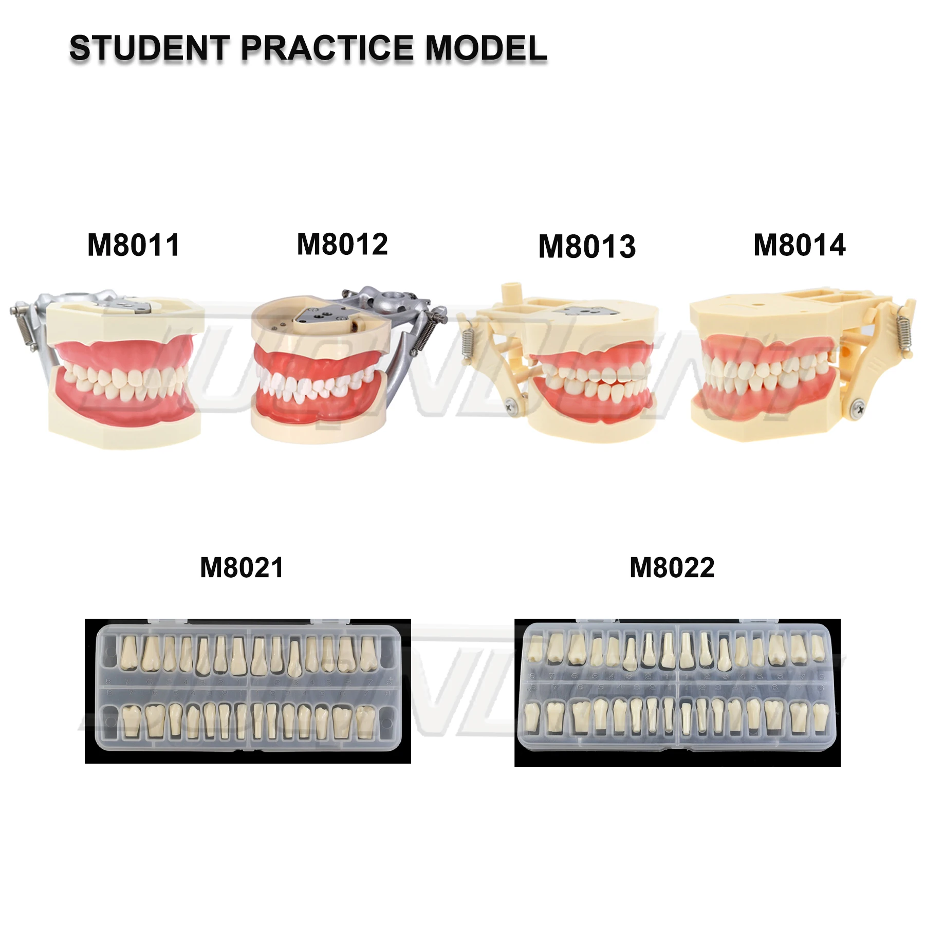 Dental Teeth Model Teaching Model Implant Model Removable Orthodontic Model Dentistry Dentist  Demo Studying Patient Education thumbnail 5