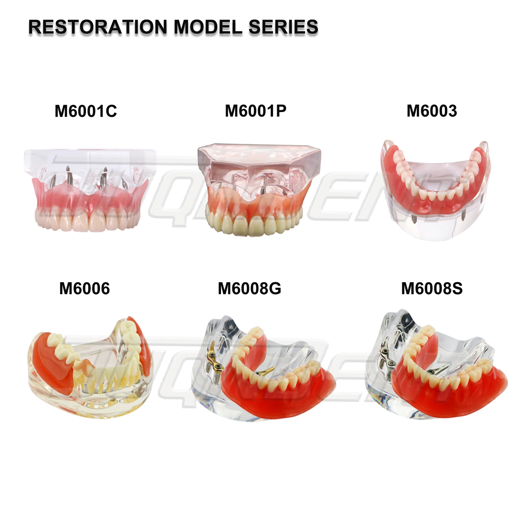 Dental Teeth Model Teaching Model Implant Model Removable Orthodontic Model Dentistry Dentist  Demo Studying Patient Education thumbnail 6