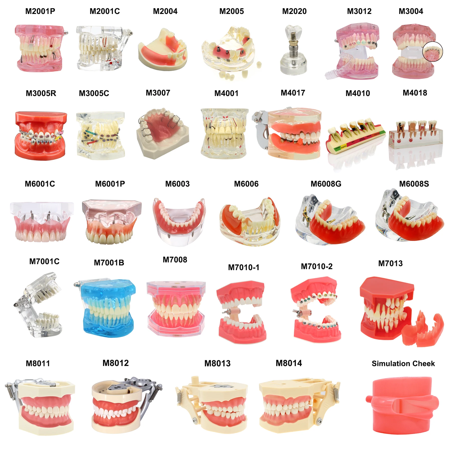 Dental Teeth Model Teaching Model Implant Model Removable Orthodontic Model Dentistry Dentist  Demo Studying Patient Education