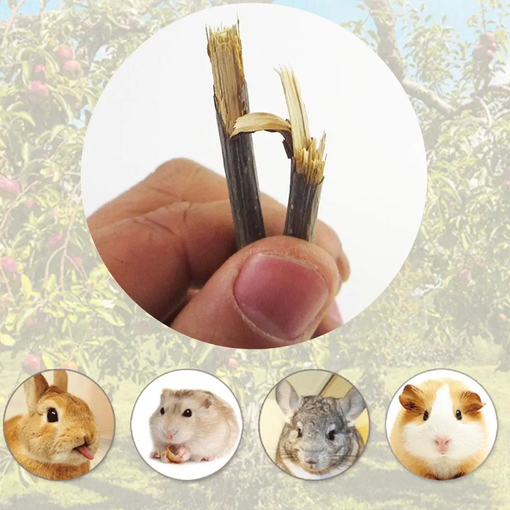 100% Natural Apple Branch Rabbit Chew Sticks Small Pet Chinchillas Netherlands Pig Hamster Bite Molars Clean Teeth Wooden Toys thumbnail 3