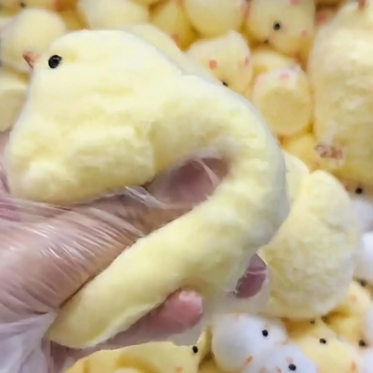 Handmade Chick Squishy Toys Ultra Soft Squishy Fidget Toys Silicone Pinch Entertainment Games for Children Christmas Gifts thumbnail 3