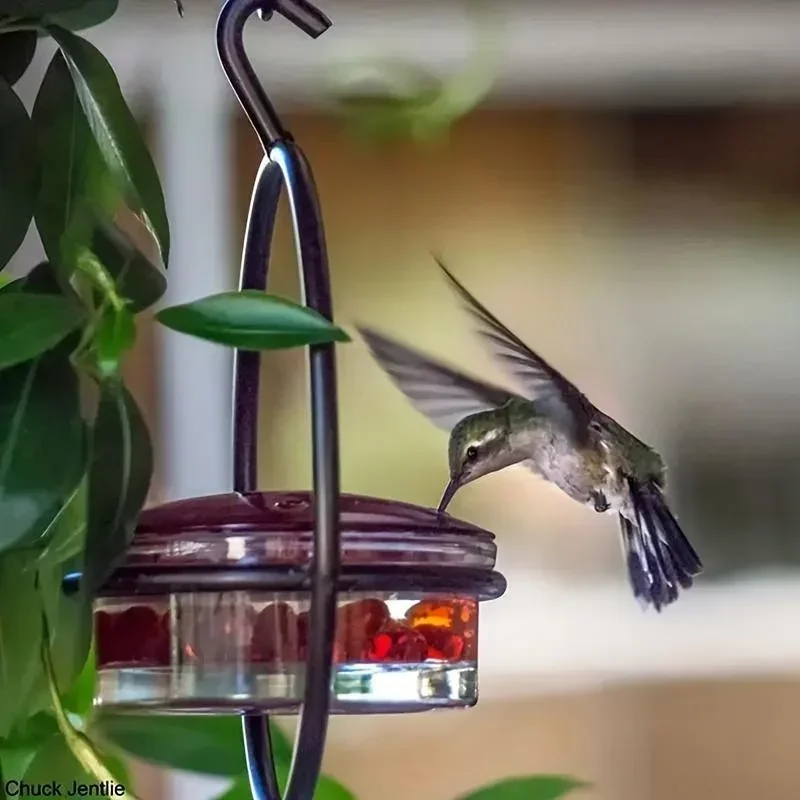Circular Hanging Hummingbird Feeder Water Feeders for Bird Courtyard Gardens Bird Supplies thumbnail 2