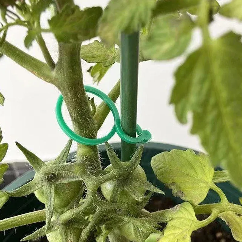 50Pcs Garden Vine Tying Clips Plant Vegetable Tomato Binding Fixing Clip 8 Word Buckle Gardening Plant Stand Tool Accessory thumbnail 5
