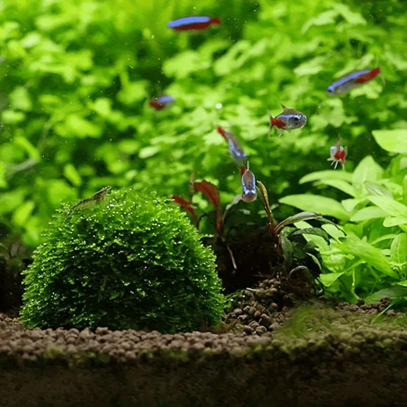 1PCS Natural Aquarium Moss Ball – Bio Filter Media for Shrimp & Fish Tank, Decorative Aquatic Plants for Freshwater Tanks, Safe