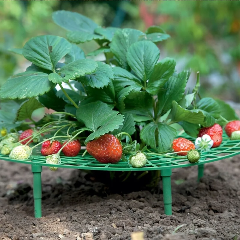 5/10pcs Green Strawberry Planting Rack with 3 Sturdy Stands Versatile Plant for Berries and Small Plants Plant Stand thumbnail 3