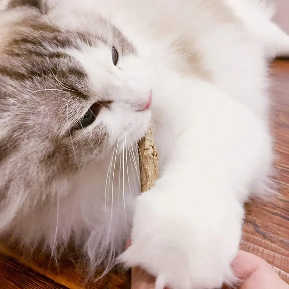 15pcs Natural Matatabi Cat Catnip Toy Kitten Molar Chew Stick Pet Cleaning Teeth Cat Treat Toy Actinidia Silvervine Pet Products thumbnail 2