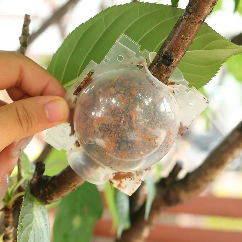 5/30PCS Plant Rooting Ball Grafting Rooting Box Breeding Case High Pressure Plant Root Growing Box For Garden Planting Supplies thumbnail 2