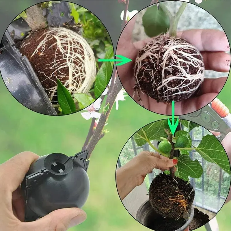5/30PCS Plant Rooting Ball Grafting Rooting Box Breeding Case High Pressure Plant Root Growing Box For Garden Planting Supplies thumbnail 5