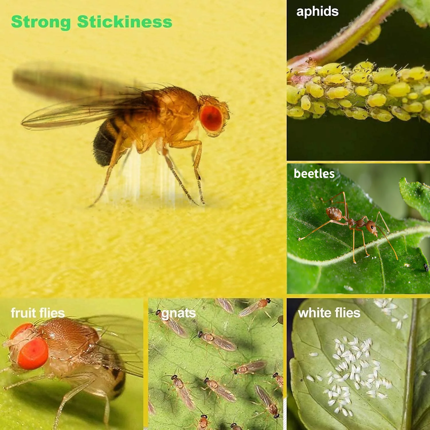 Sticky Traps Fruit Fly Trap Yellow Sticky Bug Trap for Indoor Outdoor Use Insect Pest Control Garden Strong Glue Plant ant trap thumbnail 5
