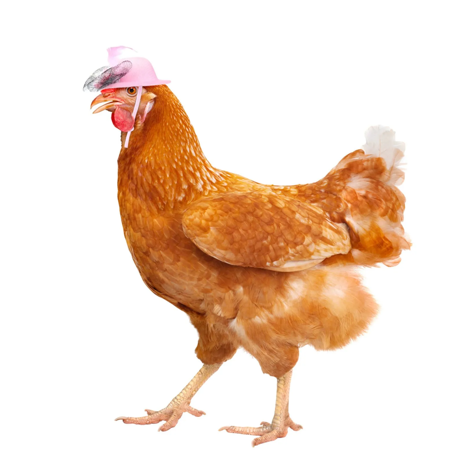 Chicken Hat for Hens Tiny Pets Funny Chicken Accessories Hen Top Hat for Rooster Duck Parrot Hamster Poultry Stylish Show Costum thumbnail 4