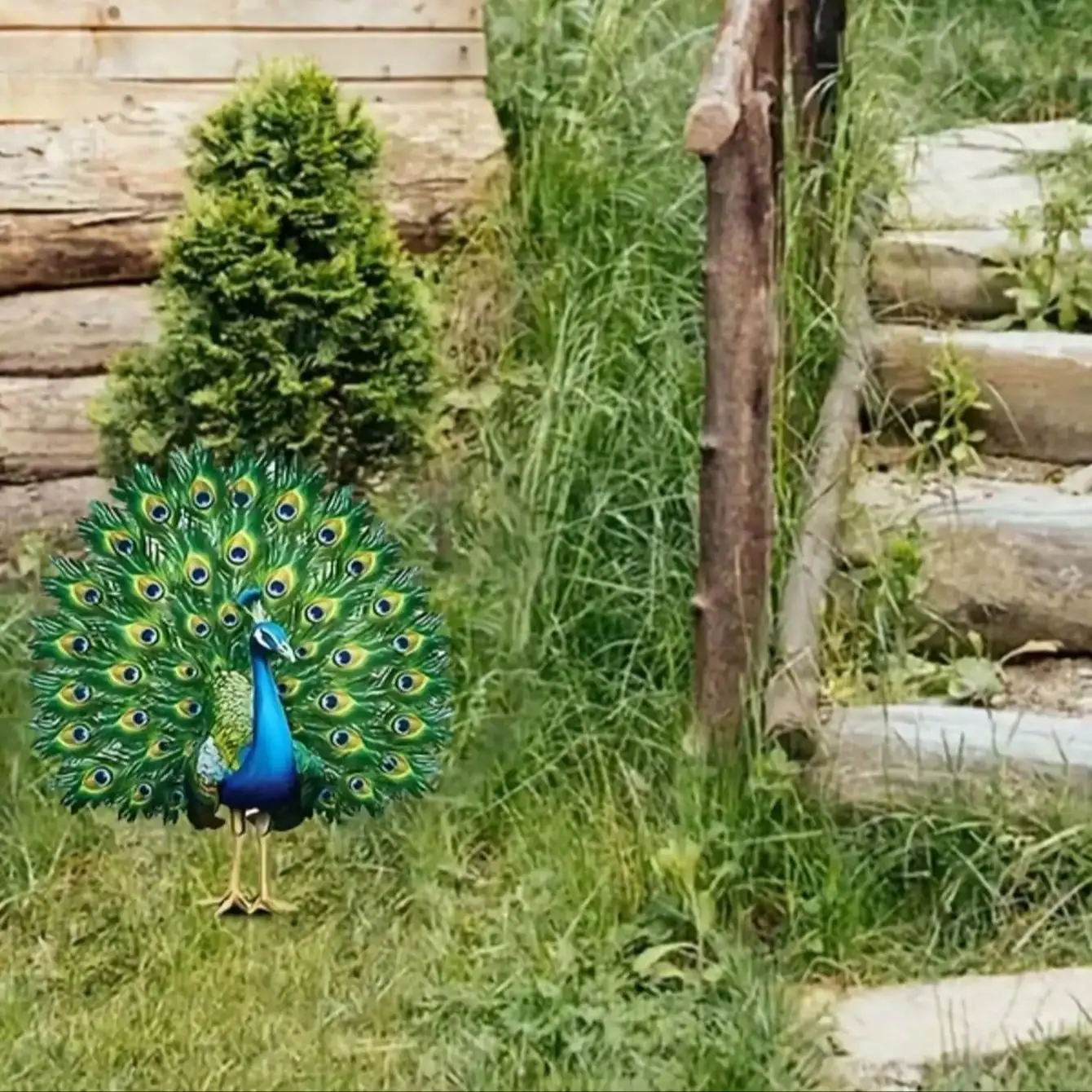 1pcs suitable for vibrant peacock garden decoration piles throughout the four seasons, perfect for courtyard decoration thumbnail 3