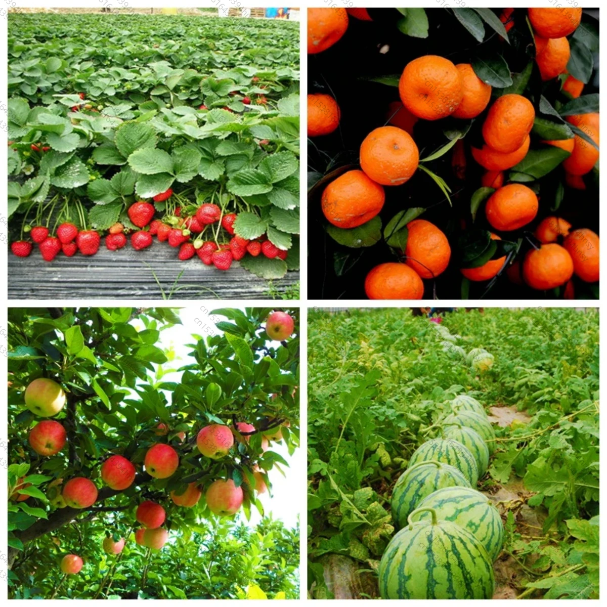 LOLO EDDHA-FE 6 Chelated Iron Fertilizer For Yellow Leaves Ortho-ortho 4.8 thumbnail 5