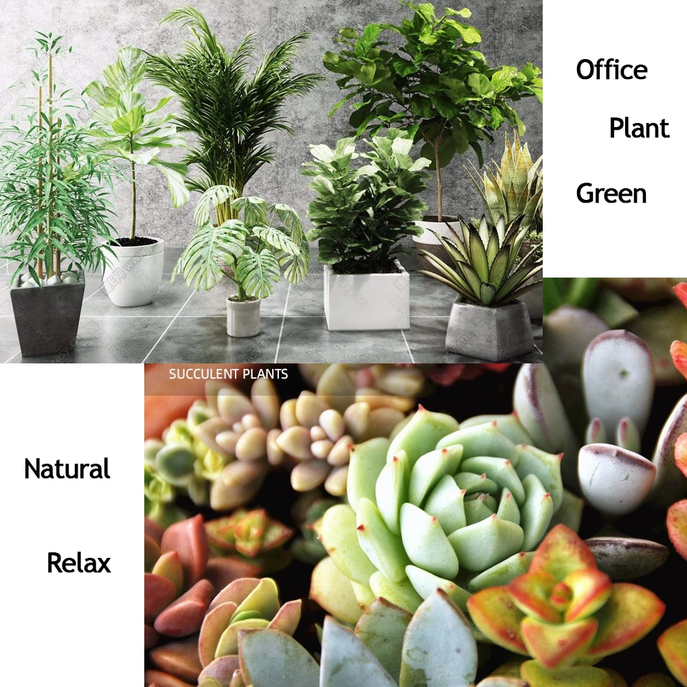 10 G Organic Fertilizer Mini Package Green General Purpose Safe And Pollution Free Use Flower Plant Food For Garden Bonsai thumbnail 5