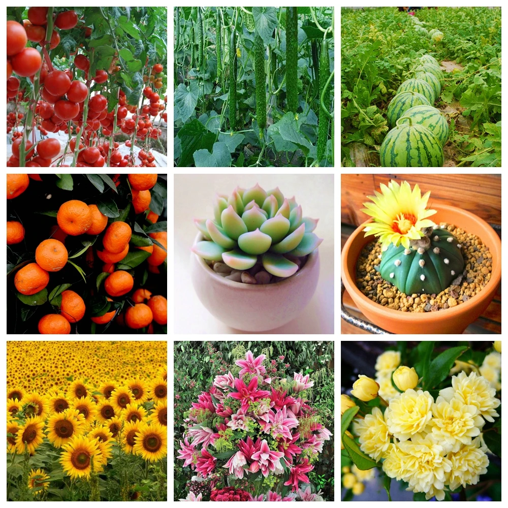 10 G Organic Fertilizer Mini Package Green General Purpose Safe And Pollution Free Use Flower Plant Food For Garden Bonsai thumbnail 6