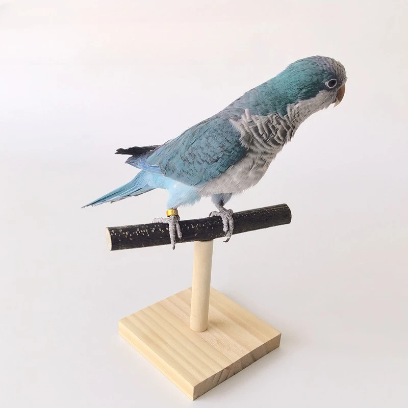 Bird Perch Stand Portable Bird Training Tabletop Platform Interactive Parrot Toys thumbnail 3