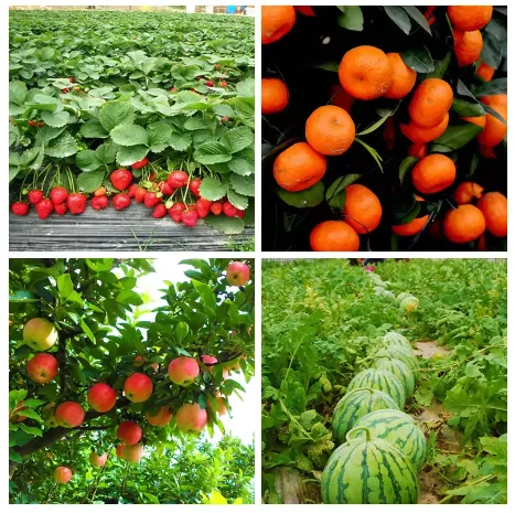 Cytokinin Plant Hormones Improve Vegetable Flower Fruit Better Product Grow Increase Production Fast Rooting Powder Rooting thumbnail 4