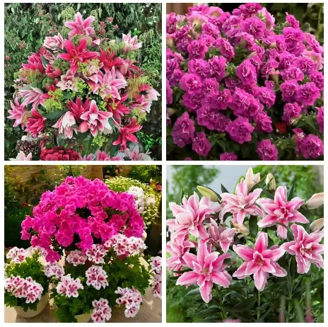Cytokinin Plant Hormones Improve Vegetable Flower Fruit Better Product Grow Increase Production Fast Rooting Powder Rooting thumbnail 2