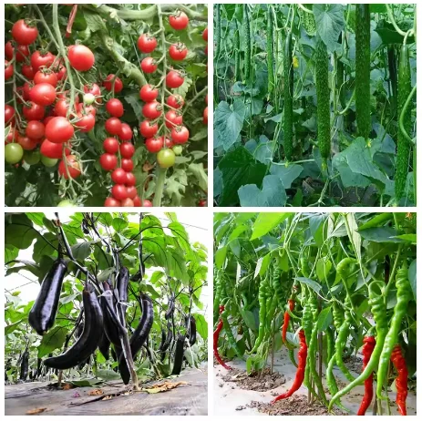 Cytokinin Plant Hormones Improve Vegetable Flower Fruit Better Product Grow Increase Production Fast Rooting Powder Rooting thumbnail 3