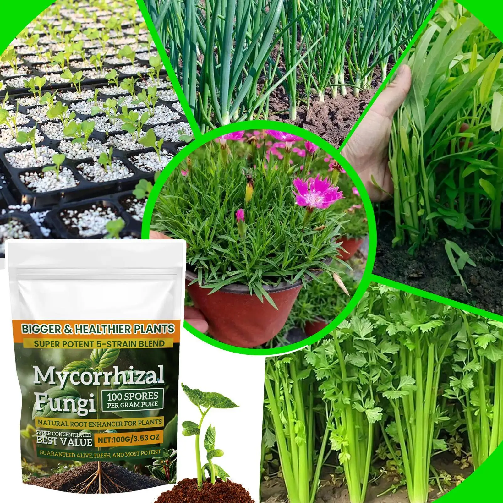 100g Plant Fertilizer Powder Plant Growth Nutrient Fertilizer Safe and Effective Rooting Supplement for Soil Culture Hydroponics thumbnail 2
